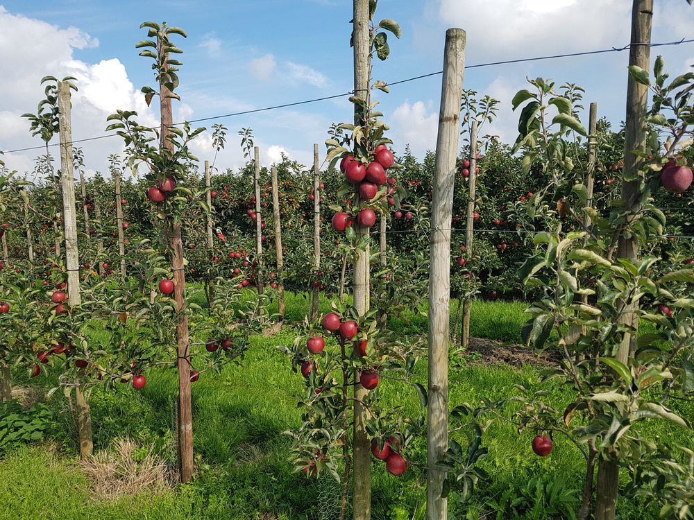 Äppelträd Äppelträd